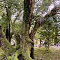 【兼六園】日本三名園のひとつ、四季折々の美しさが楽しめる