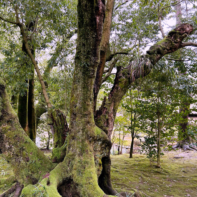 【兼六園】日本三名園のひとつ、四季折々の美しさが楽しめる