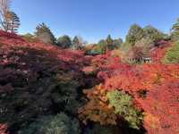 Tofuku-ji อีกวัดดูใบไม้แดงที่ไม่ควรพลาดที่ kyoto