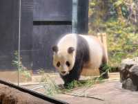 家族で楽しむ都心のリフレッシュポイント – 上野動物園で癒しのひととき