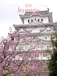 【兵庫×春旅】  日本三名城  白く美しい外観 「姫路城」