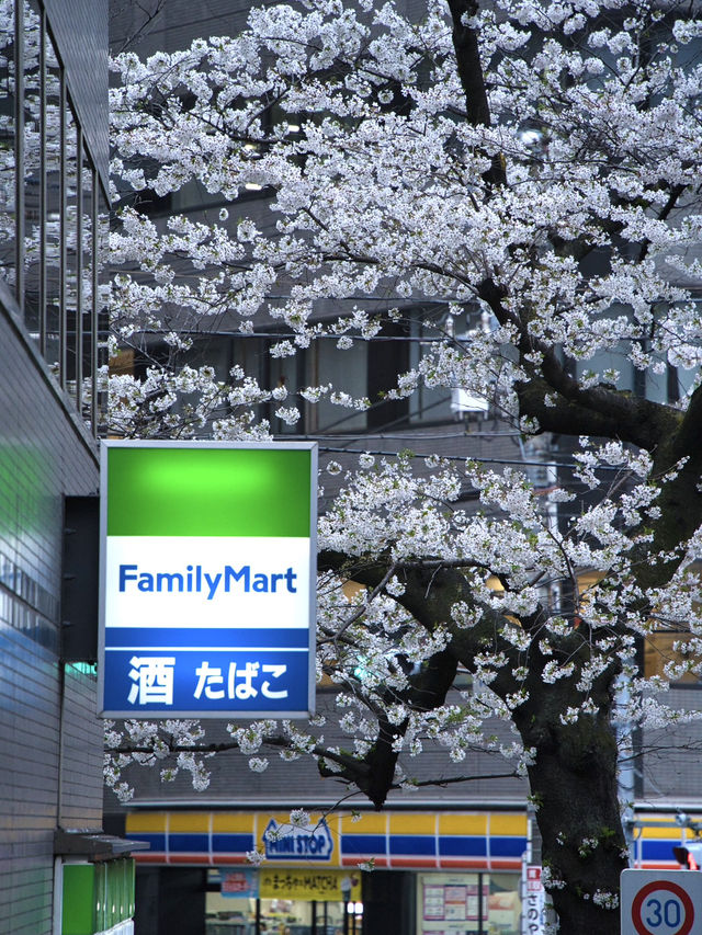 【東京】行かなきゃそんな‼️桜のトンネルを歩こう🚶‍♀️※周辺観光情報付き