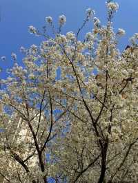 Cherry Blossom trip to Jincheng 🌸