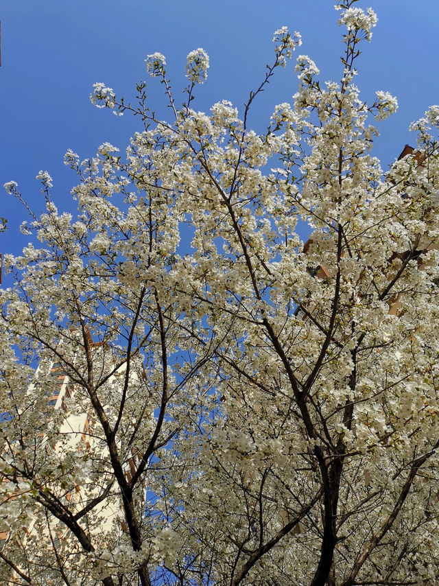 Cherry Blossom trip to Jincheng 🌸