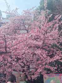 上野恩賜公園🌸