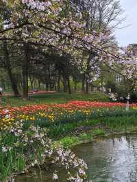 Chasing Sakura at Hangzhou