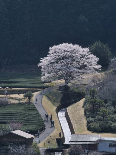 三重】行きなきゃ損‼️電車とのコラボが絵になる🖼️茶畑に咲く一本桜