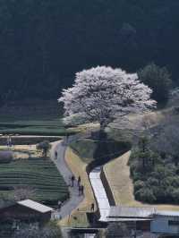 【三重】行きなきゃ損‼️電車とのコラボが絵になる🖼️茶畑に咲く一本桜🌸