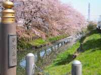 Chasing Sakura at Shingashi River in Kawagoe