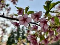 Cheery cheery Cherry Blossom