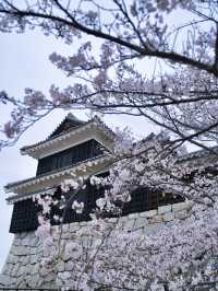 【愛媛】行かなきゃ損‼️天守閣と桜の絶景🌸歴史と春を満喫！