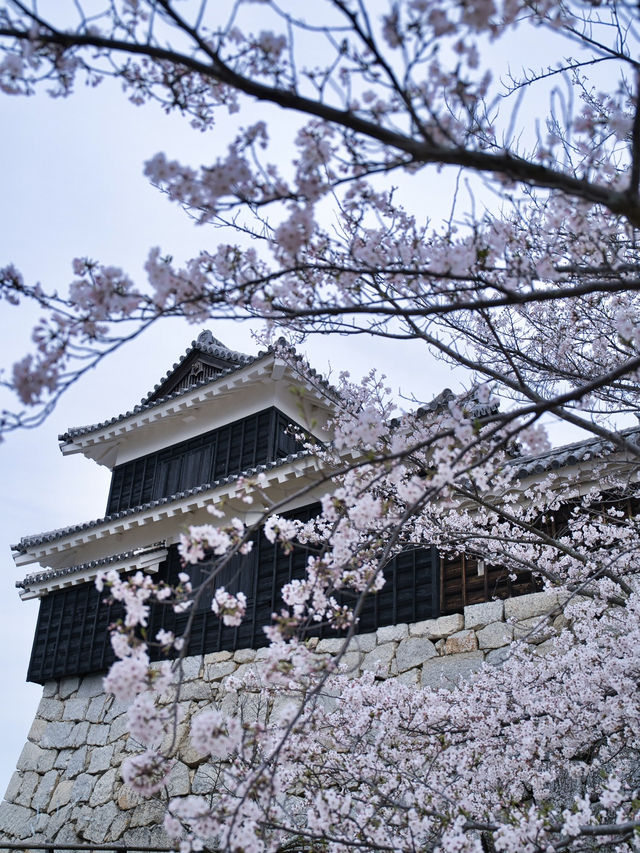 【愛媛】行かなきゃ損‼️天守閣と桜の絶景🌸歴史と春を満喫！