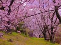 Chasing Sakura at Katsumori Park, Iizuka City, Fukuoka