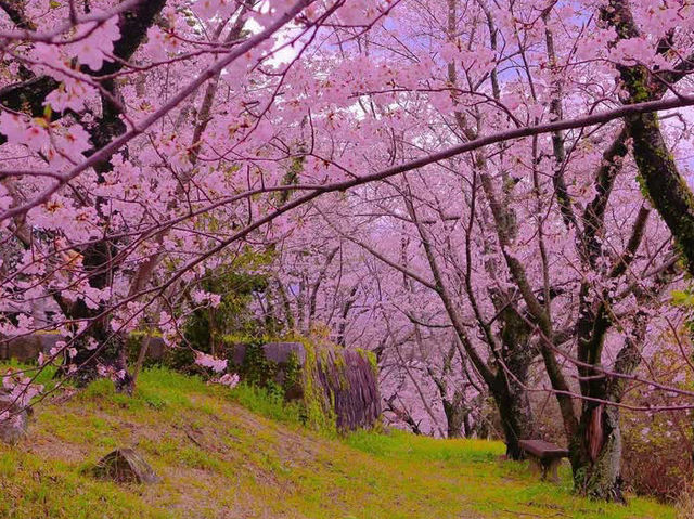 Chasing Sakura at Katsumori Park, Iizuka City, Fukuoka