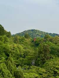 🏯 교토 필수 관광지 BEST 5 – 일본 전통 감성을 제대로 느낄 곳!