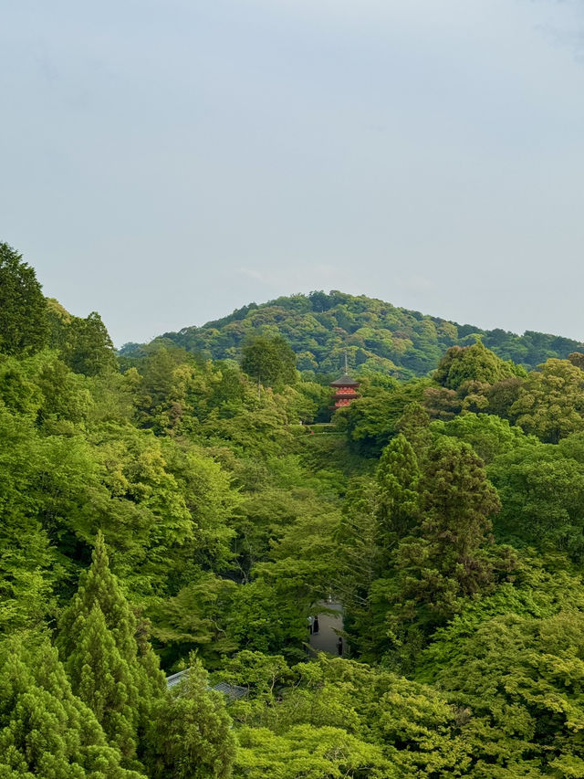 🏯 교토 필수 관광지 BEST 5 – 일본 전통 감성을 제대로 느낄 곳!