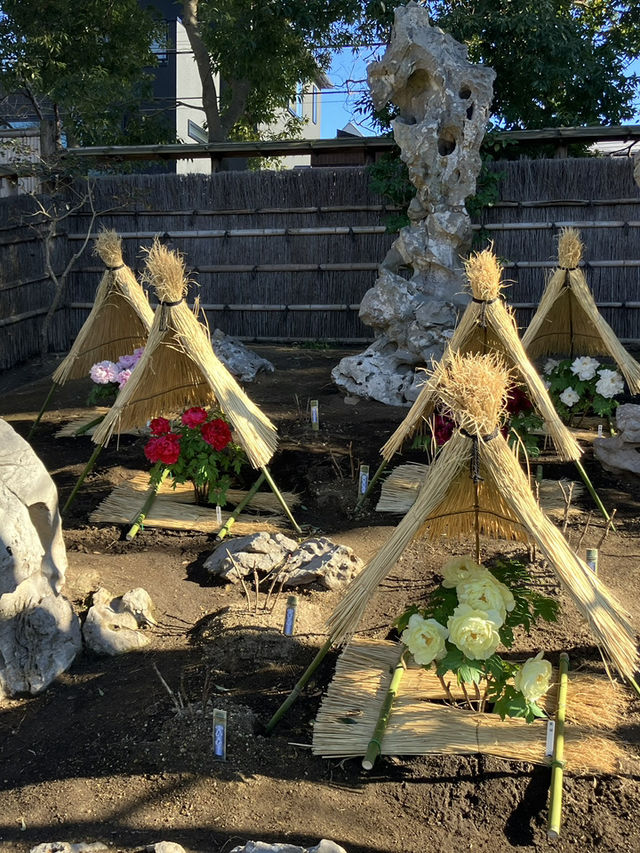 ⛩️ 鎌倉観光の定番！鶴岡八幡宮 & 小町通り食べ歩きガイド 🍡