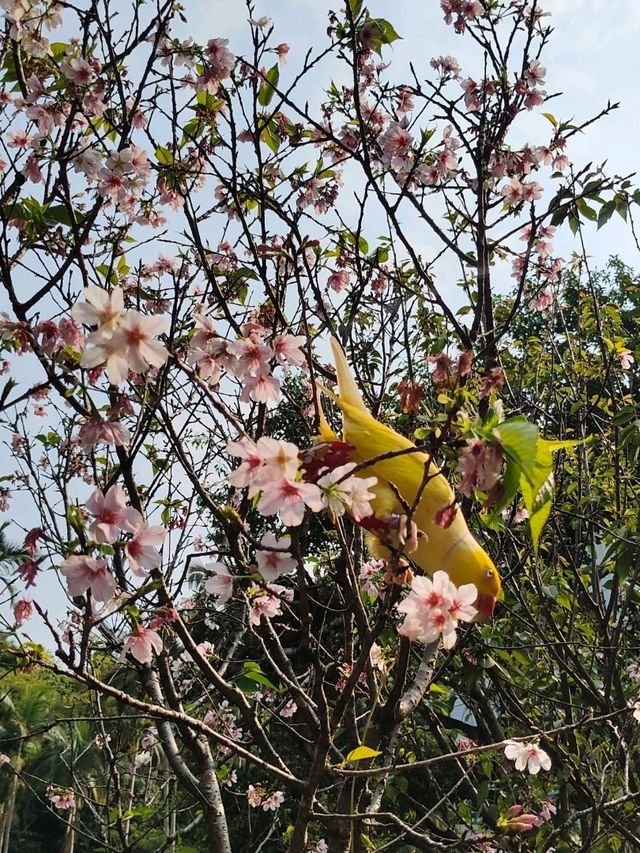 鳥語花香