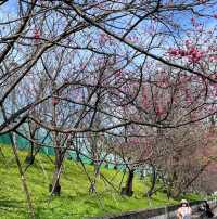 內湖樂活公園