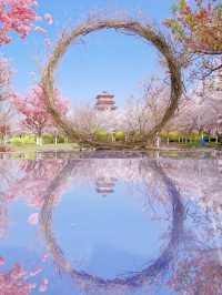 March-April: Zhengzhou Transforms into a Pink Paradise! 🌸✨