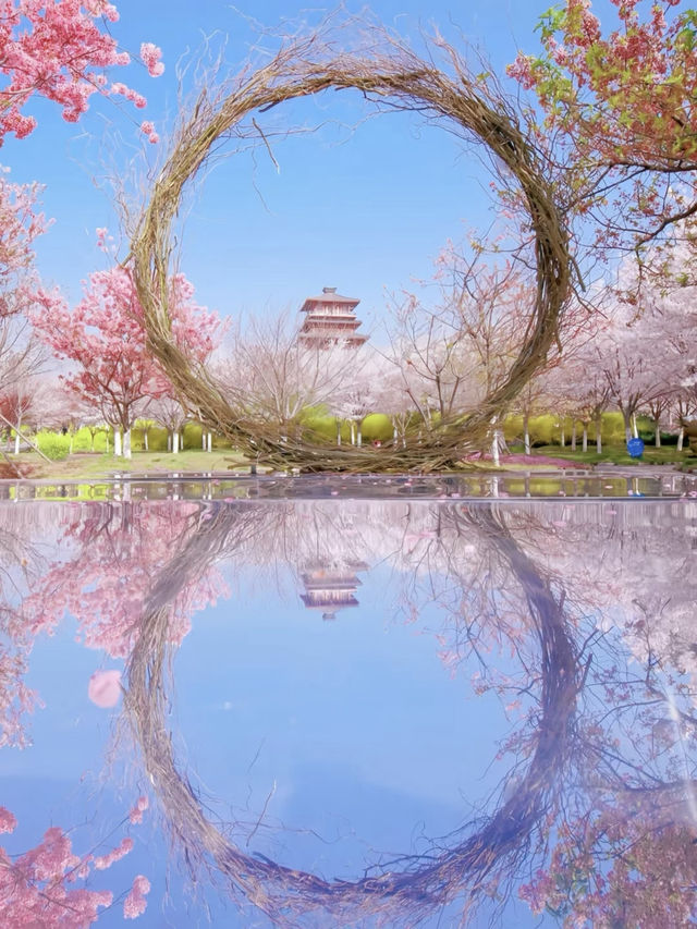 March-April: Zhengzhou Transforms into a Pink Paradise! 🌸✨