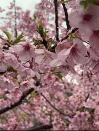【出会い岬】桜並木のライトアップ4/6まで