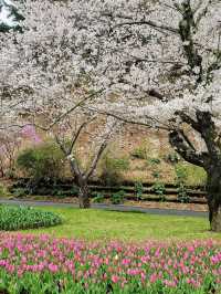 Cherry Blossoms in Full Bloom at Hamamatsu Flower Park