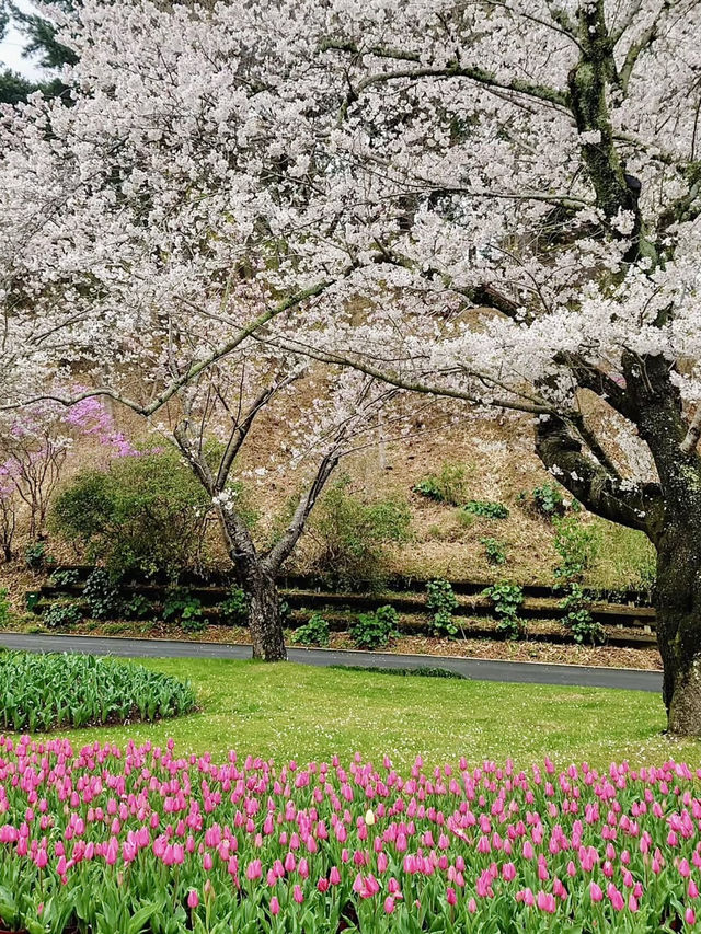 Cherry Blossoms in Full Bloom at Hamamatsu Flower Park