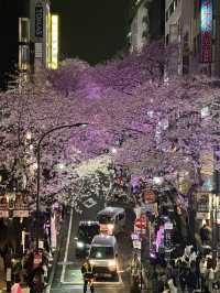 東京賞櫻攻略：中目黑、澀谷、中野、芝公園，一次蒐集所有粉嫩美景！🌸