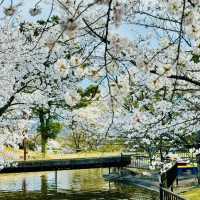 山原國立公園~櫻花山野