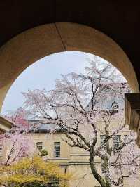 Cherry Blossoms in Full Bloom! Kyoto Prefectural Office - Former Main Building