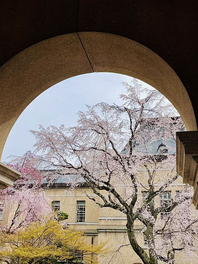 Cherry Blossoms in Full Bloom! Kyoto Prefectural Office - Former Main Building