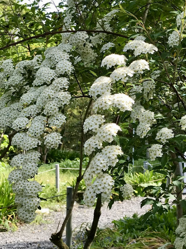 Spring at Eshin-in Temple🌼