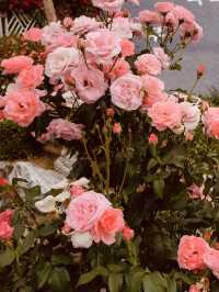 Spring's Gentle Awakening: Dodang Park's Promise of Floral Grandeur 