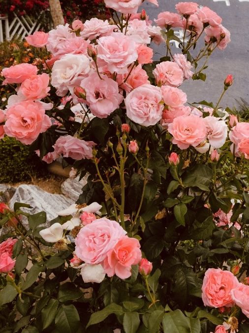 Spring's Gentle Awakening: Dodang Park's Promise of Floral Grandeur 
