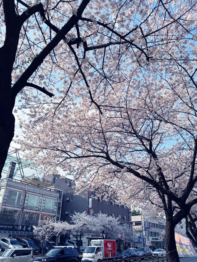 천호동 벚꽃길 추천드려요!