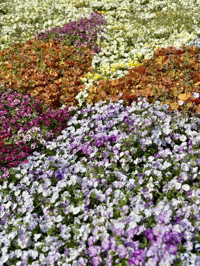 Spring Stroll in Yokoamicho Park🌼