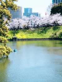 東京春日限定浪漫｜千鳥淵