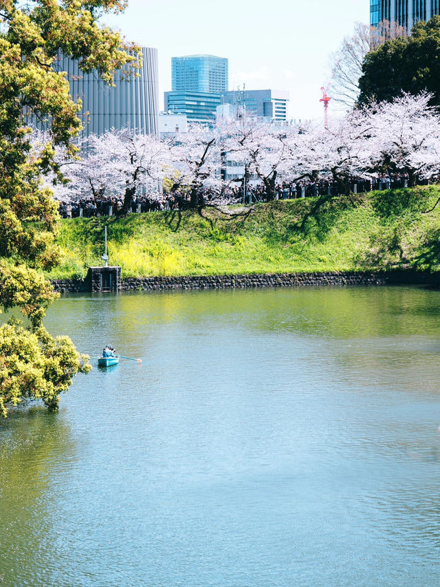 東京春日限定浪漫｜千鳥淵