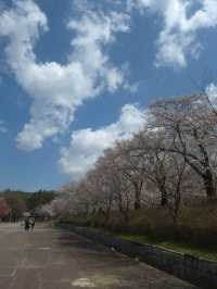 “Incheon in Bloom: Cherry Blossom Dreams at Grand Park”
