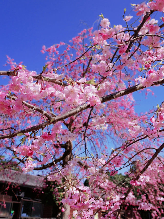 名古屋滿開的櫻花🌸隨處可見