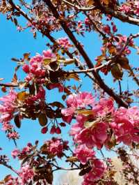 Anyangcheon Cherry Blossom Path (Yangcheon-gu Side): A Seoul Springtime Stroll 