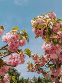 Chaoyang Park Cherry Blossoms-Downtown Beijing’s Urban Sakura Escape