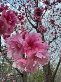 Blossoms and Pagodas: Springtime Magic at Dali’s Chongsheng Temple (崇圣寺三塔)