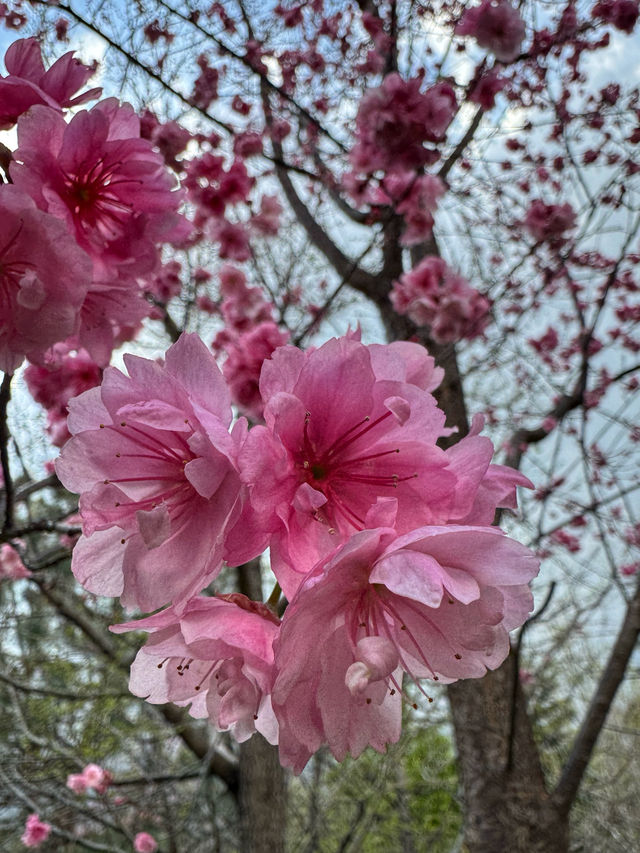 Blossoms and Pagodas: Springtime Magic at Dali’s Chongsheng Temple (崇圣寺三塔)
