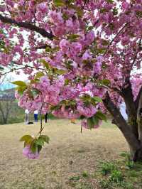 강력추천하는 4월의 경주여행코스🌸