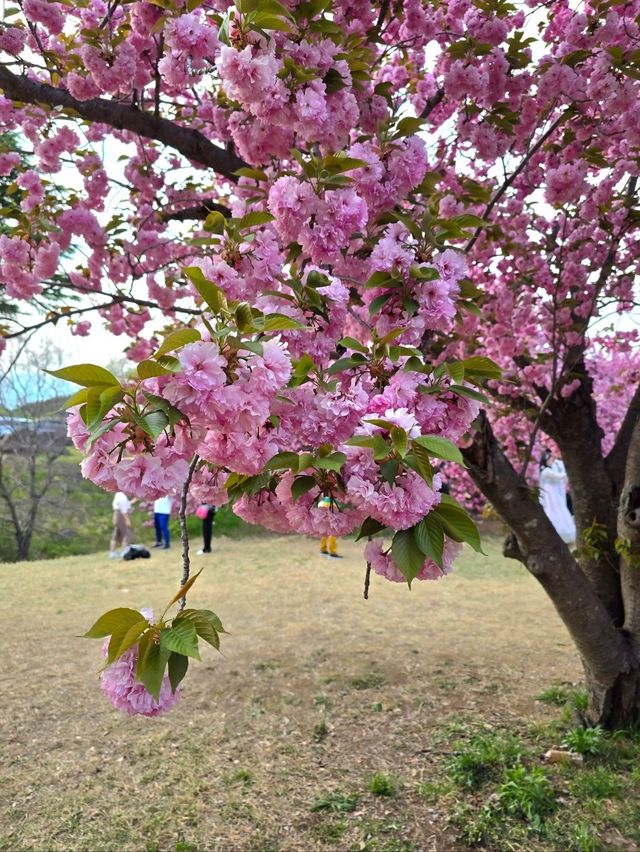 강력추천하는 4월의 경주여행코스🌸