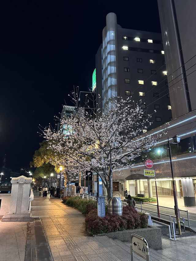 福岡🌸福博相逢橋夜櫻伴中洲夜景🎑