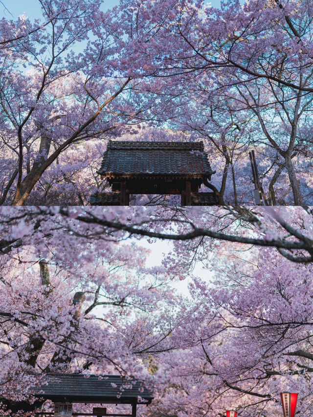 🌸✨ Encounter the Anime-like Cherry Blossoms at Takato Castle Ruins ✨🌸