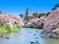 Chidorigafuchi: Tokyo's Most Enchanting Cherry Blossom Escape